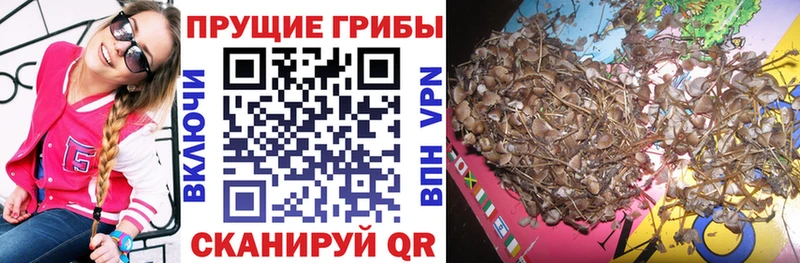 KRAKEN ТОР  Иркутск  Псилоцибиновые грибы MAGIC MUSHROOMS 